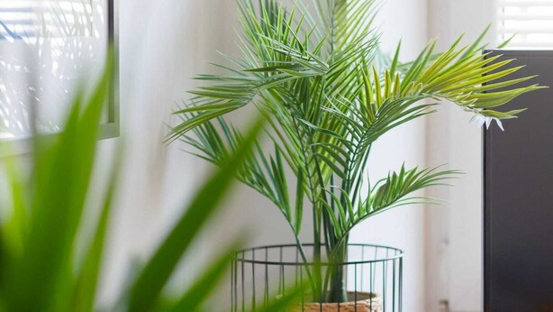 Une plante en pot, placée sur une étagère en bois près d’une fenêtre munie de stores.