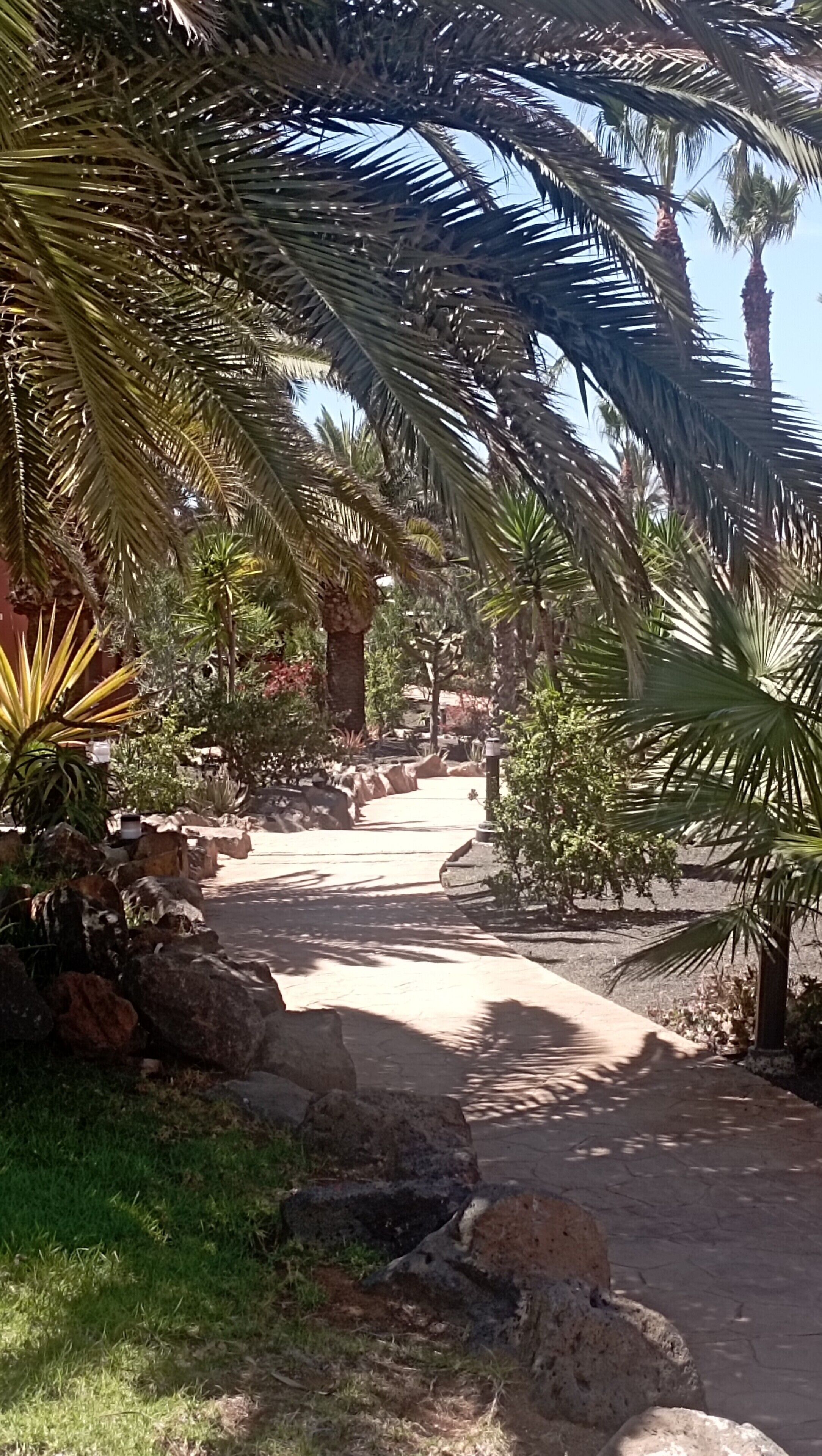 Un sendero bordeado de palmeras y rocas que lleva a un edificio.