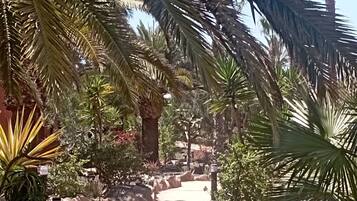 A pathway surrounded by palm trees and rocks, leading to a building.