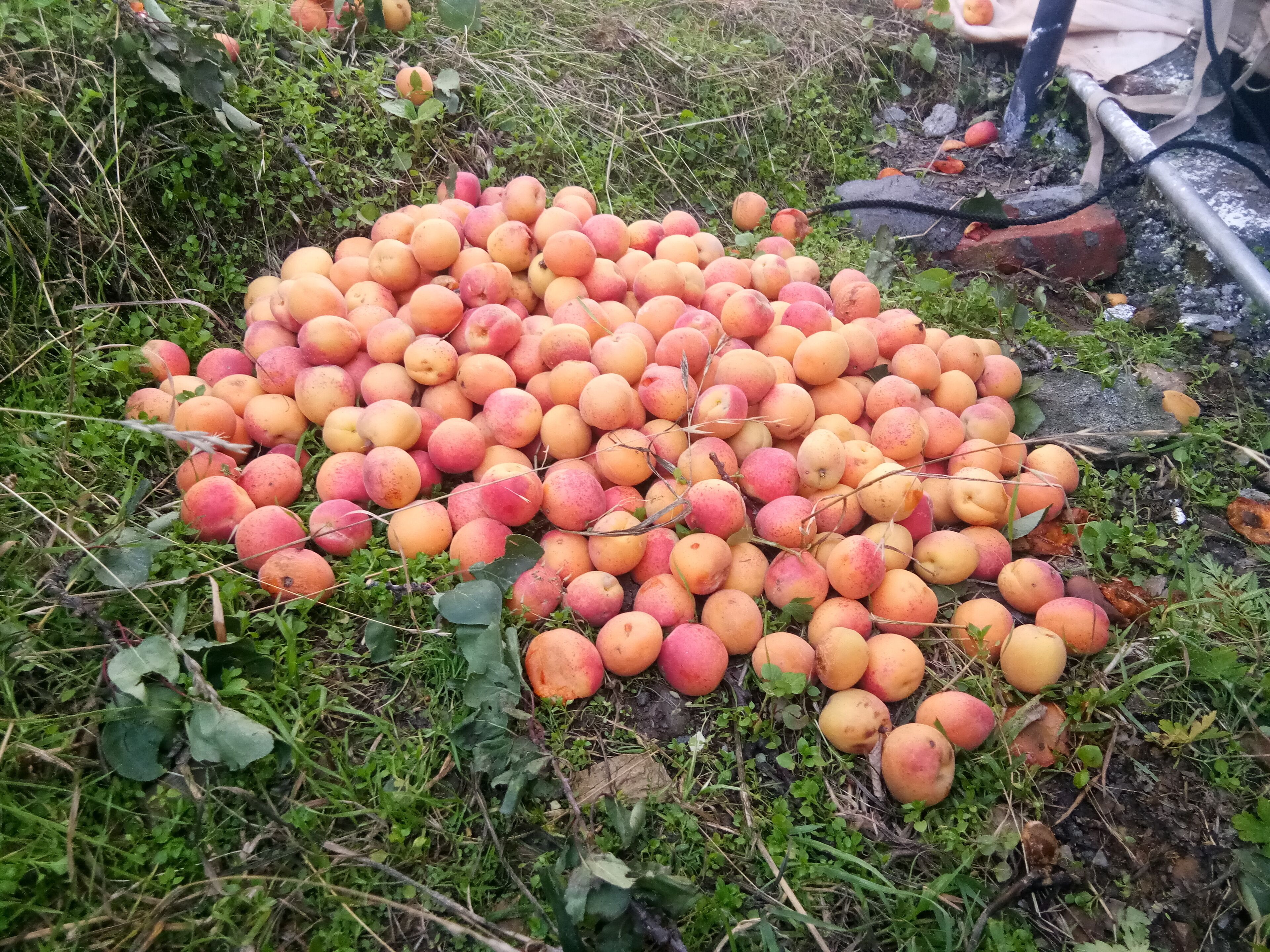 A large pile of peaches on the ground surrounded by greenery.