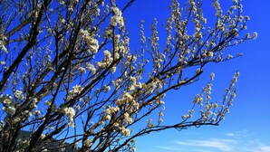 Un árbol con flores blancas contra un cielo azul despejado, con un paisaje montañoso al fondo.