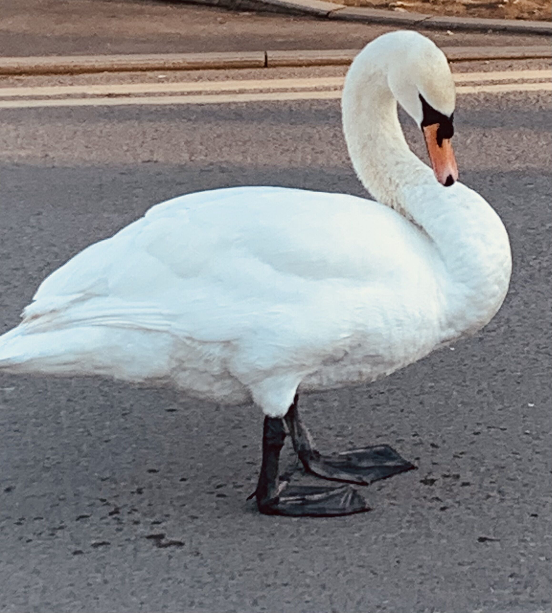 A white swan standing on a road.