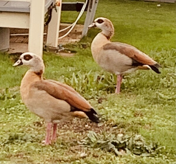 Two birds standing on grass near a building with visible electrical wires.