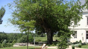 A large tree in a well-maintained garden with a white building in the background. - Château Tournefeuille in the heart of the vineyards! (Néac)