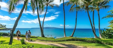 A pathway lined with palm trees leading to a beach with clear blue water.