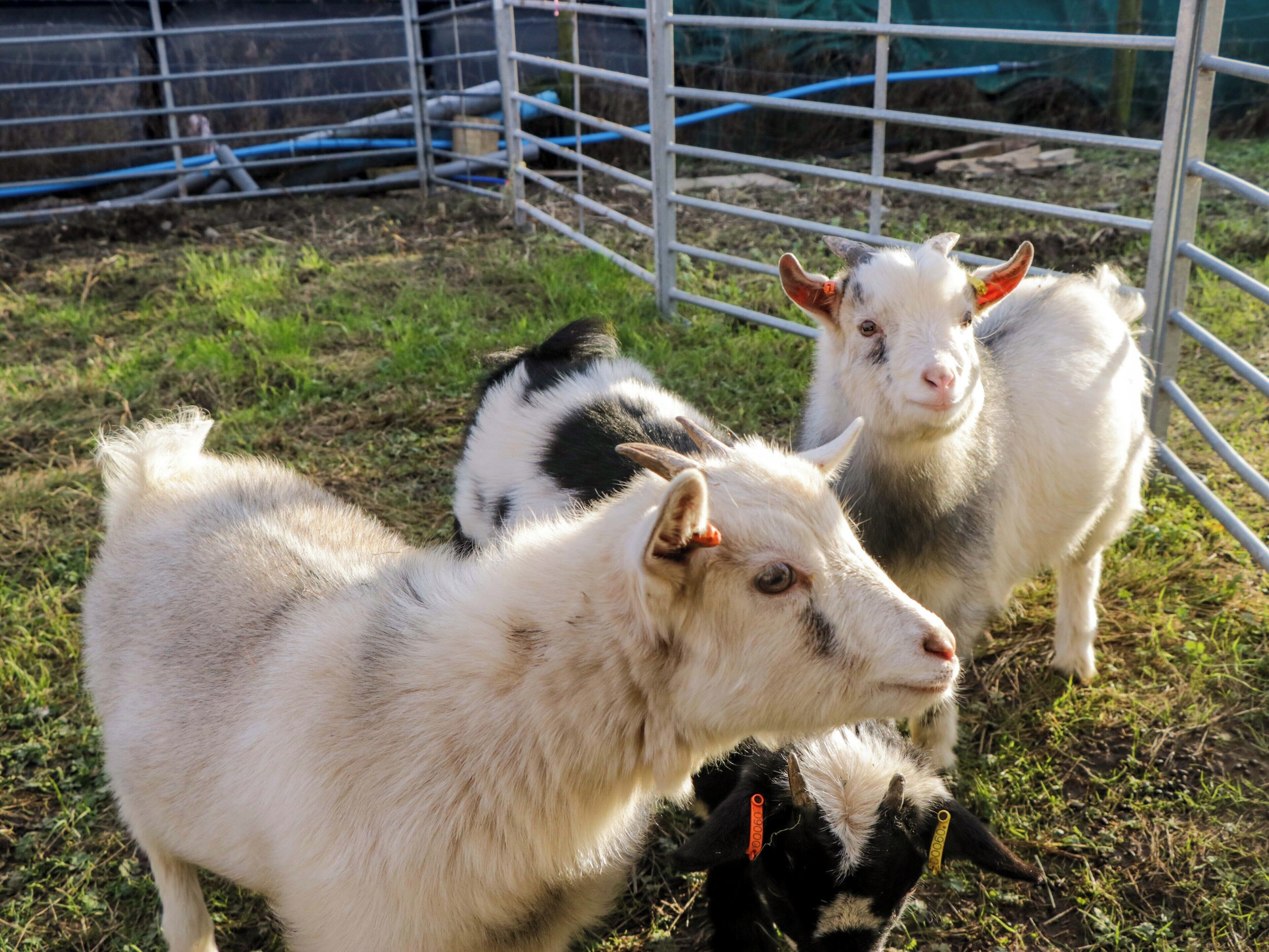 Un grupo de cabras en un área cercada con hierba en el suelo.