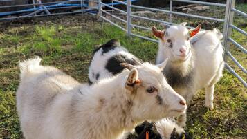 Un grupo de cabras en un área cercada con hierba en el suelo.