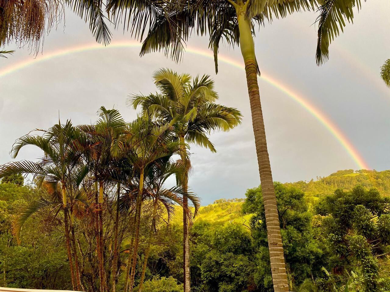 Een natuurlijk landschap met palmbomen en een regenboog.