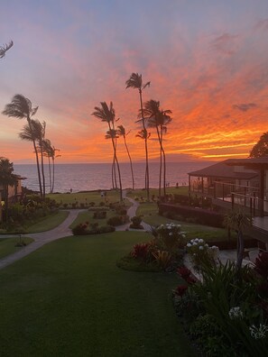 A landscaped garden with palm trees, a pathway, and a view of the ocean at sunset.