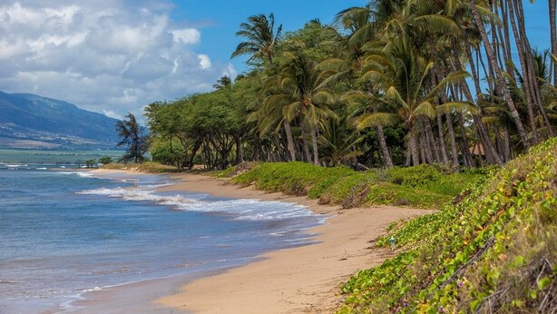 Una playa con palmeras y cielo despejado.