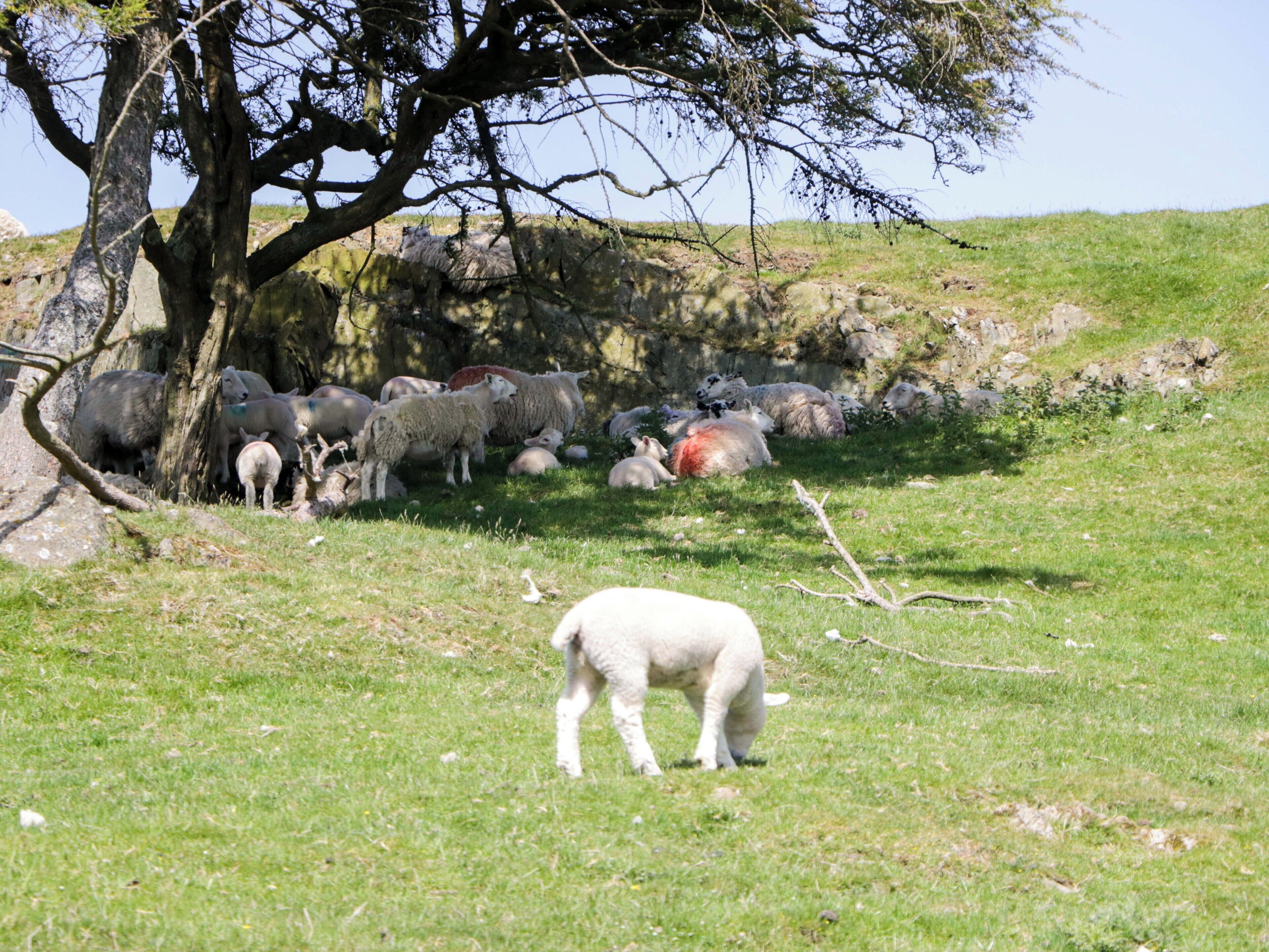 Een begroeiing met een groep schapen en een boom.