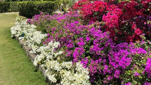 A garden with a variety of flowers and a large tree. - Catalina Tropical Lodge (Cabrera)