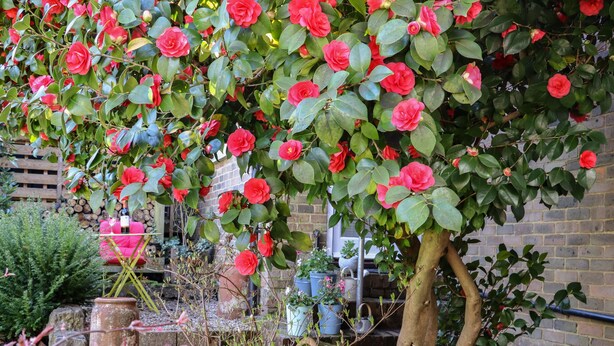 Un jardín con un árbol que tiene flores rojas, rodeado de diversas plantas y un muro de ladrillo al fondo.