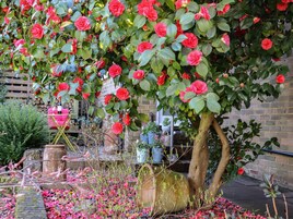 Cottage | Property grounds