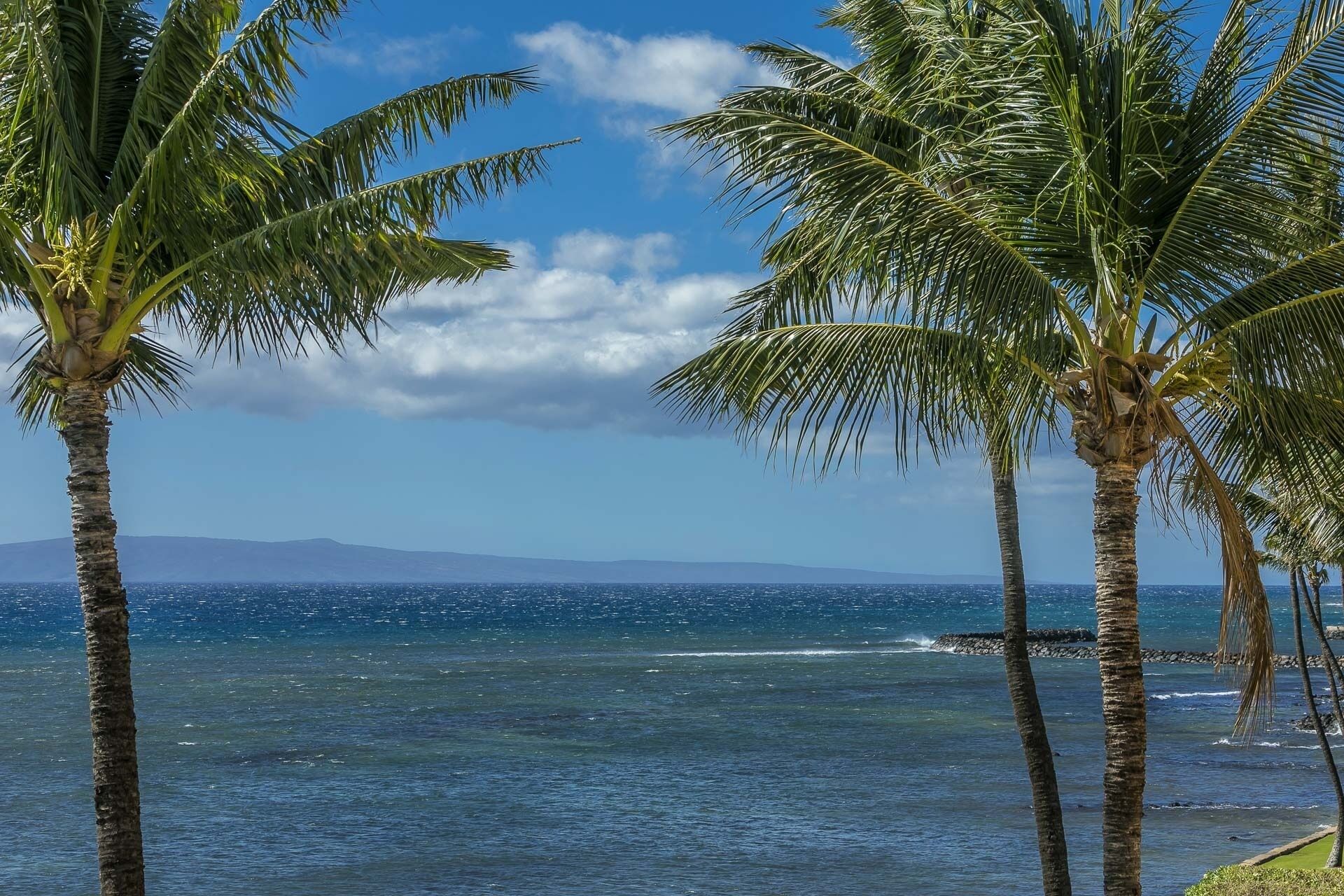 A beach with palm trees and a view of the ocean.