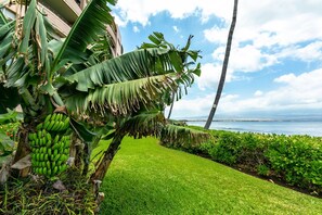 Condo, 2 Bedrooms | Property grounds - Island Sands by Coldwell Banker Island Vacations (Wailuku)