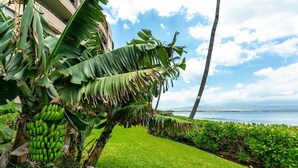 Un exuberante jardín con palmeras de plátano y vista al océano.