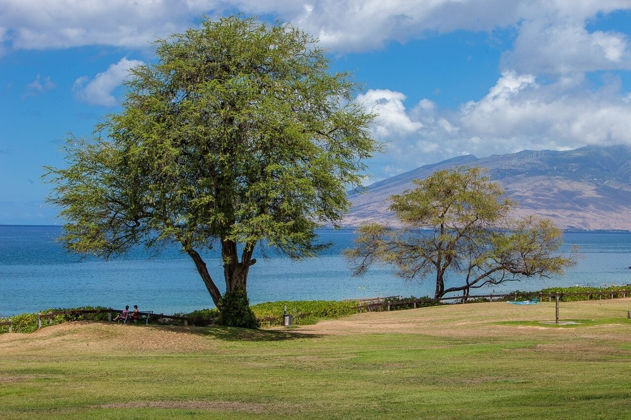 A large tree in a grassy area with a view of the sea and mountains in the background.