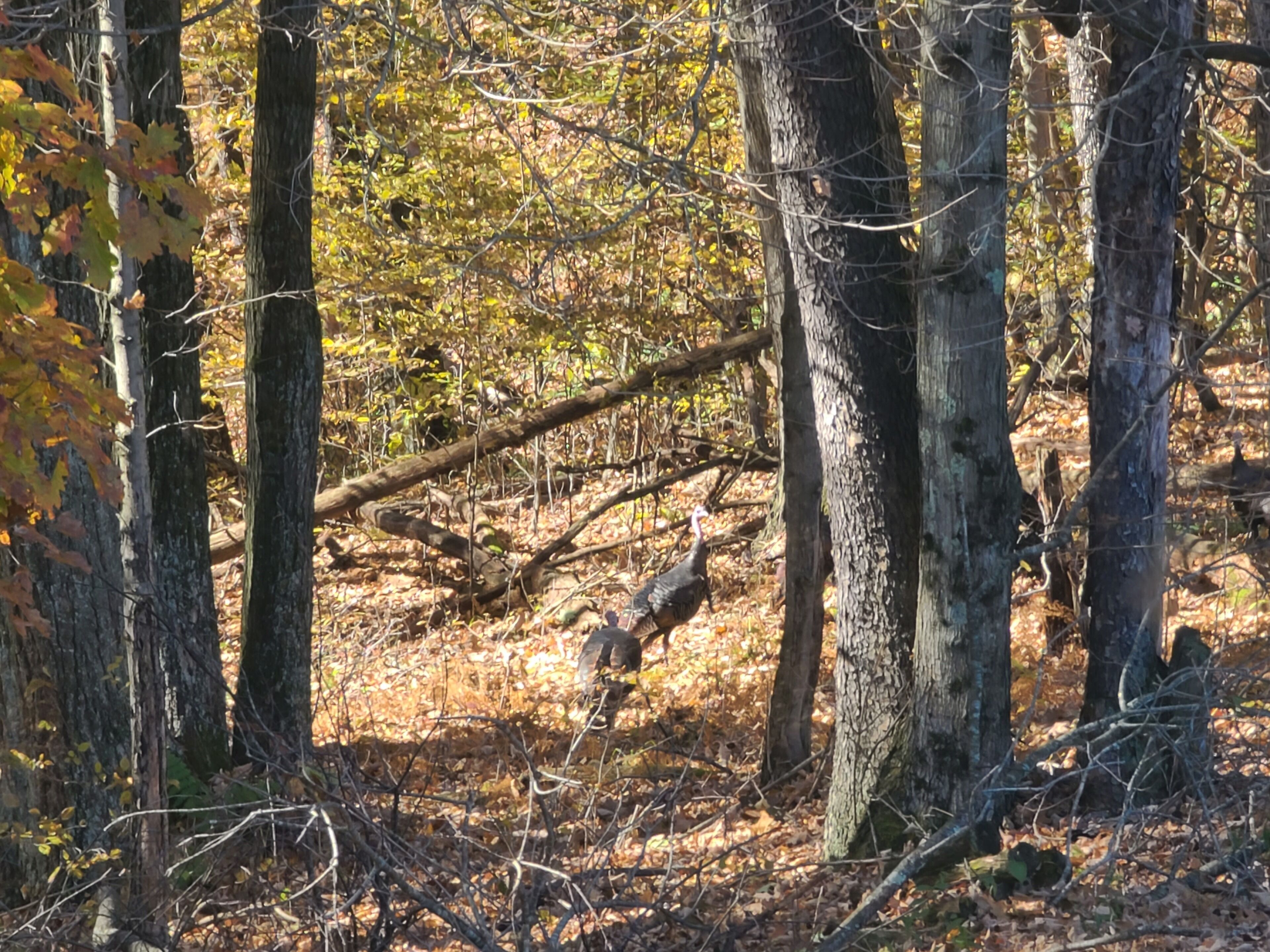 Een boslandschap met bomen en een gevallen tak.