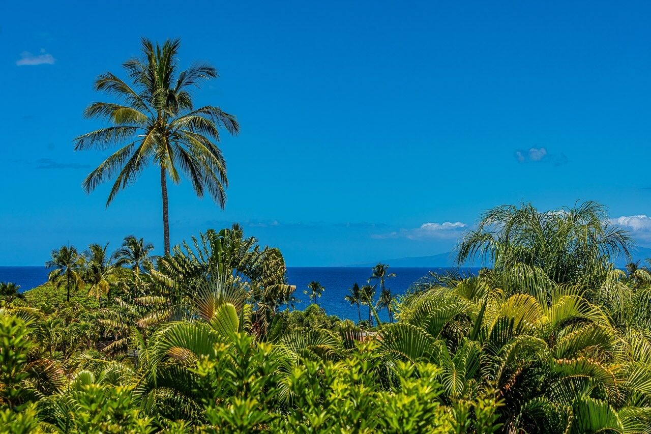 A tropical landscape with a prominent palm tree and dense greenery.
