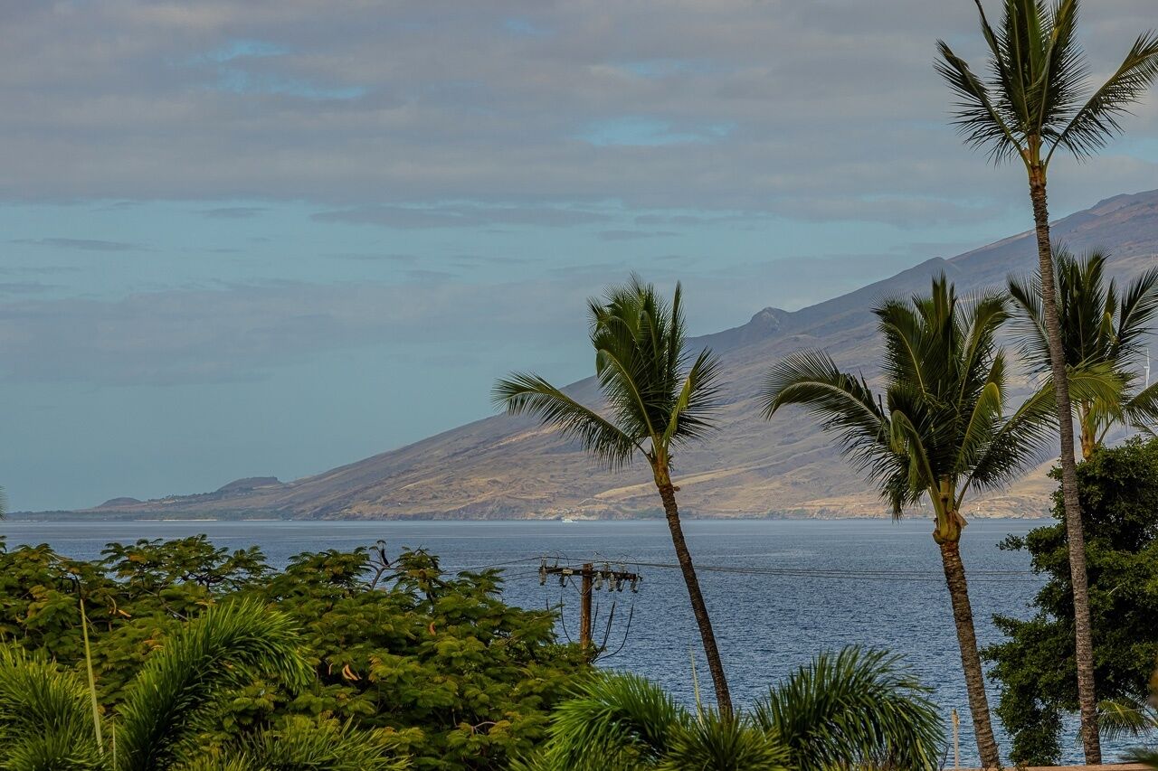 A coastal landscape with palm trees and a mountainous backdrop.