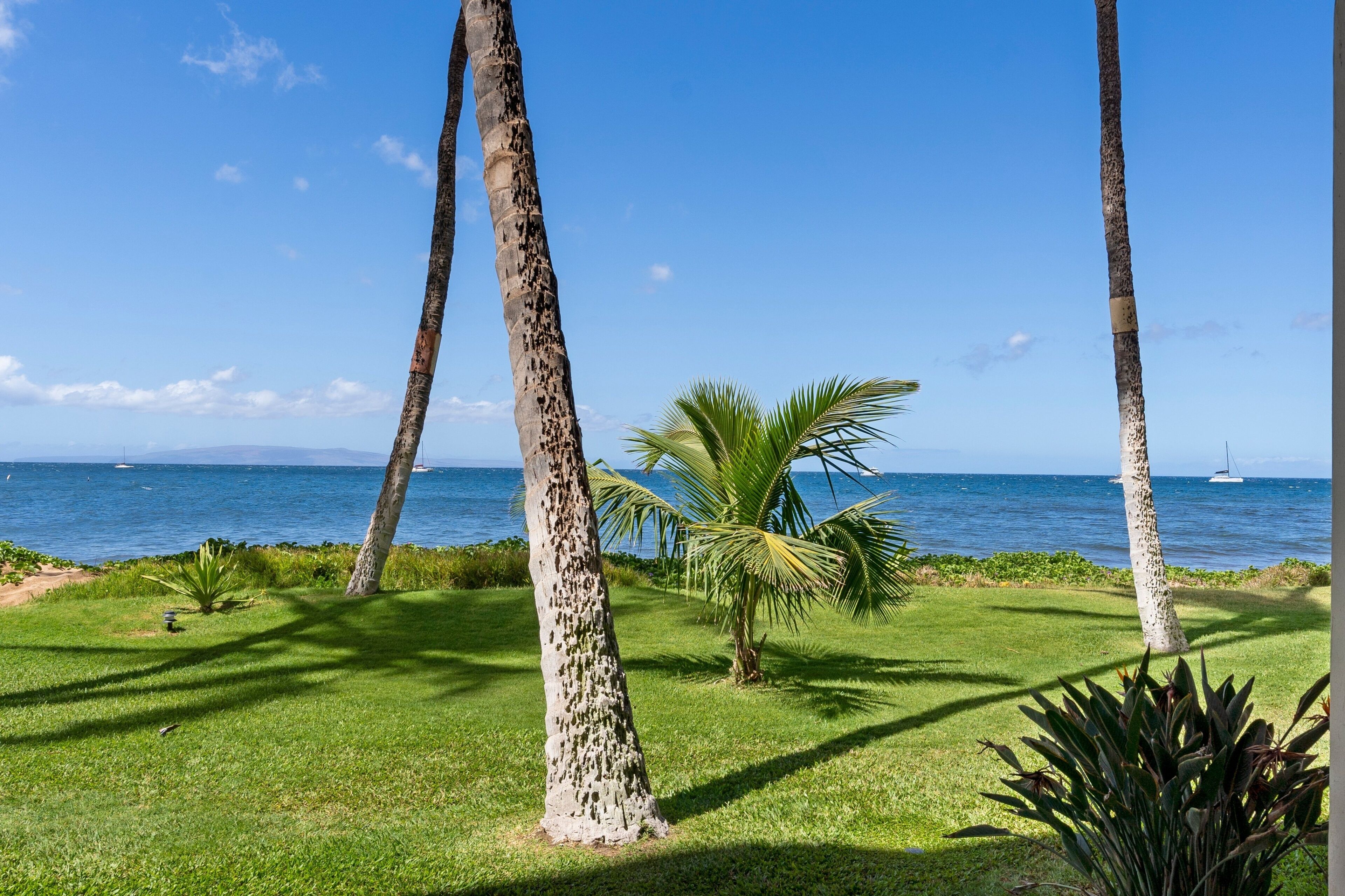 A tropical landscape with palm trees and a view of the ocean.