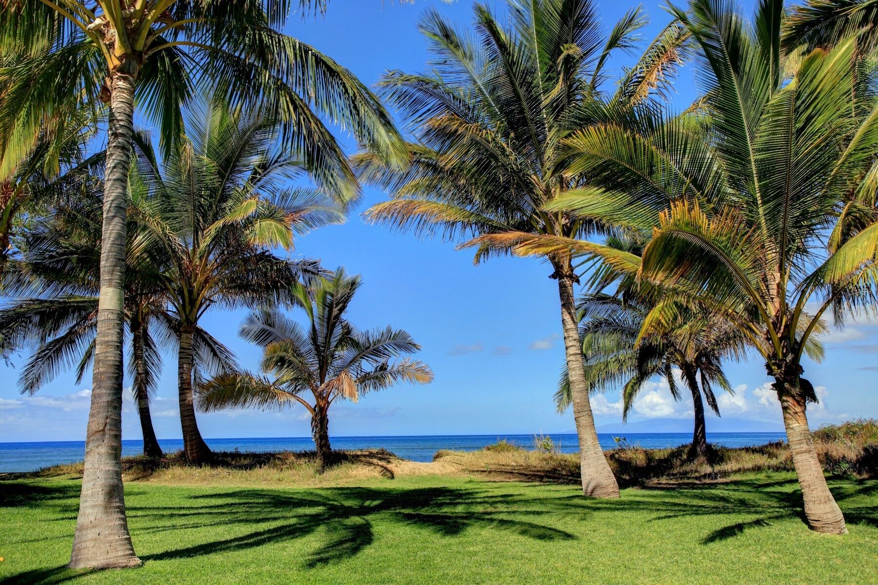 Un paysage tropical, avec des palmiers et une vue dégagée sur l’océan.