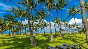 Un cadre tropical, avec des palmiers et une vue sur l’océan.