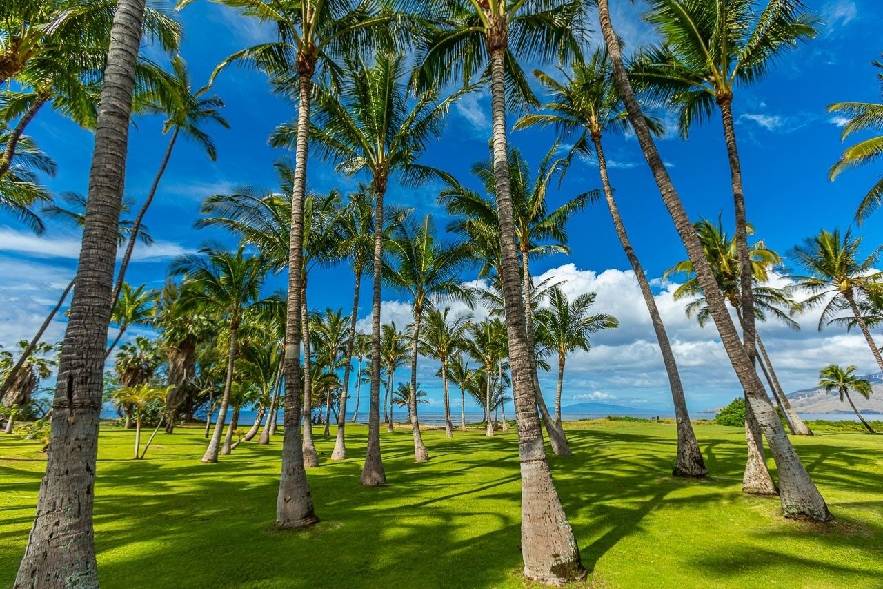 A tropical landscape with tall palm trees and a clear blue sky.