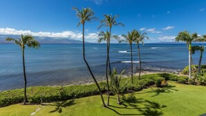 A coastal landscape with palm trees and a clear view of the ocean.