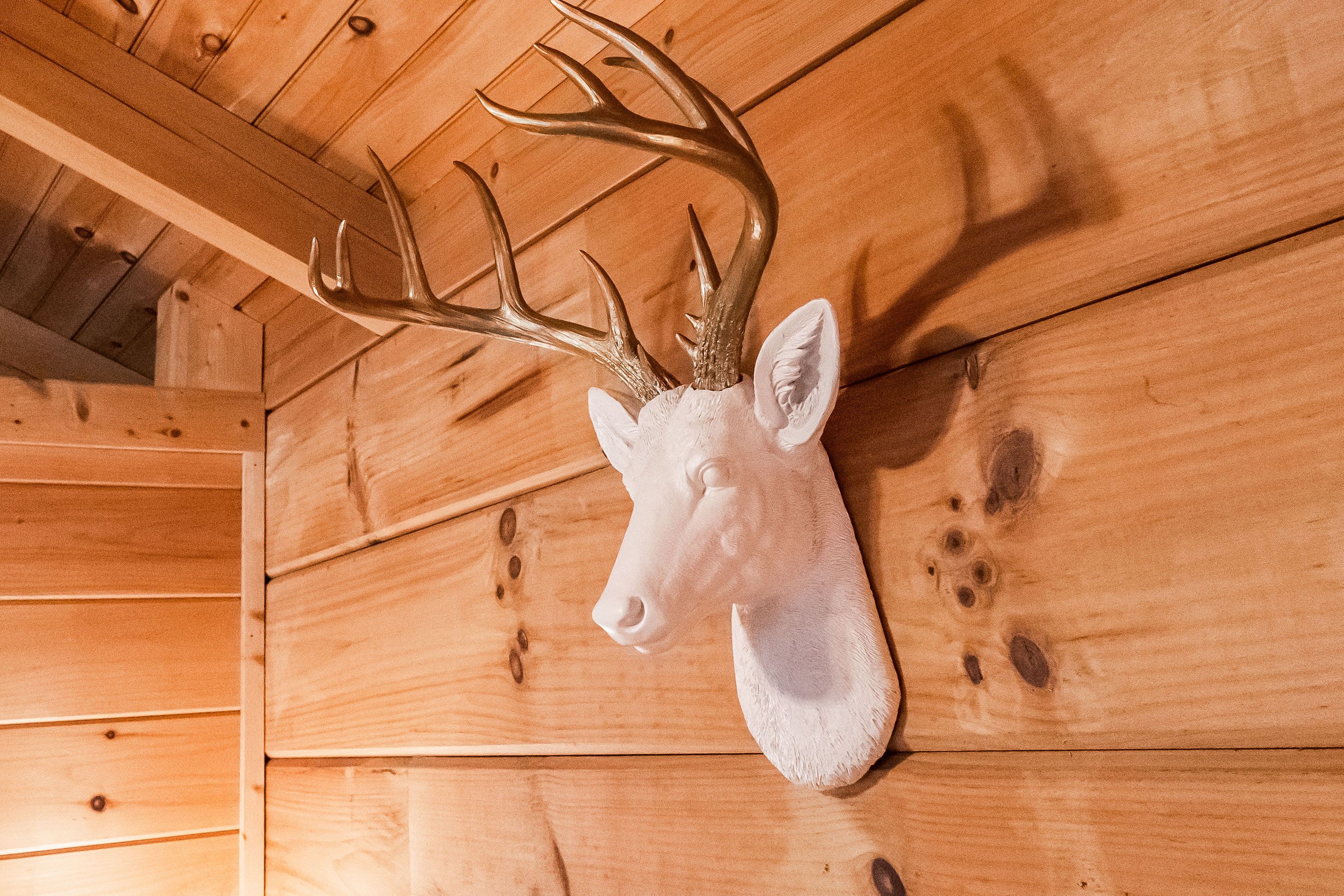 A deer head mounted on a wooden wall.