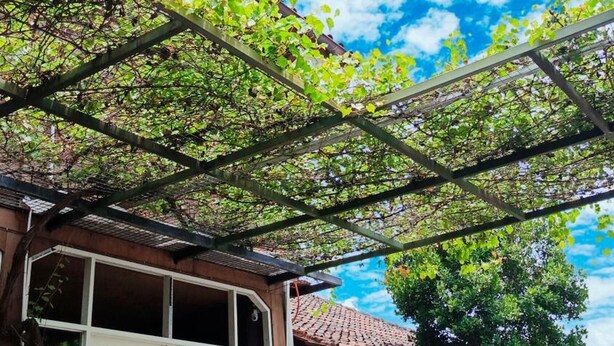 Un bâtiment doté d’une entrée abritée, de grandes fenêtres et de plantes en pot.