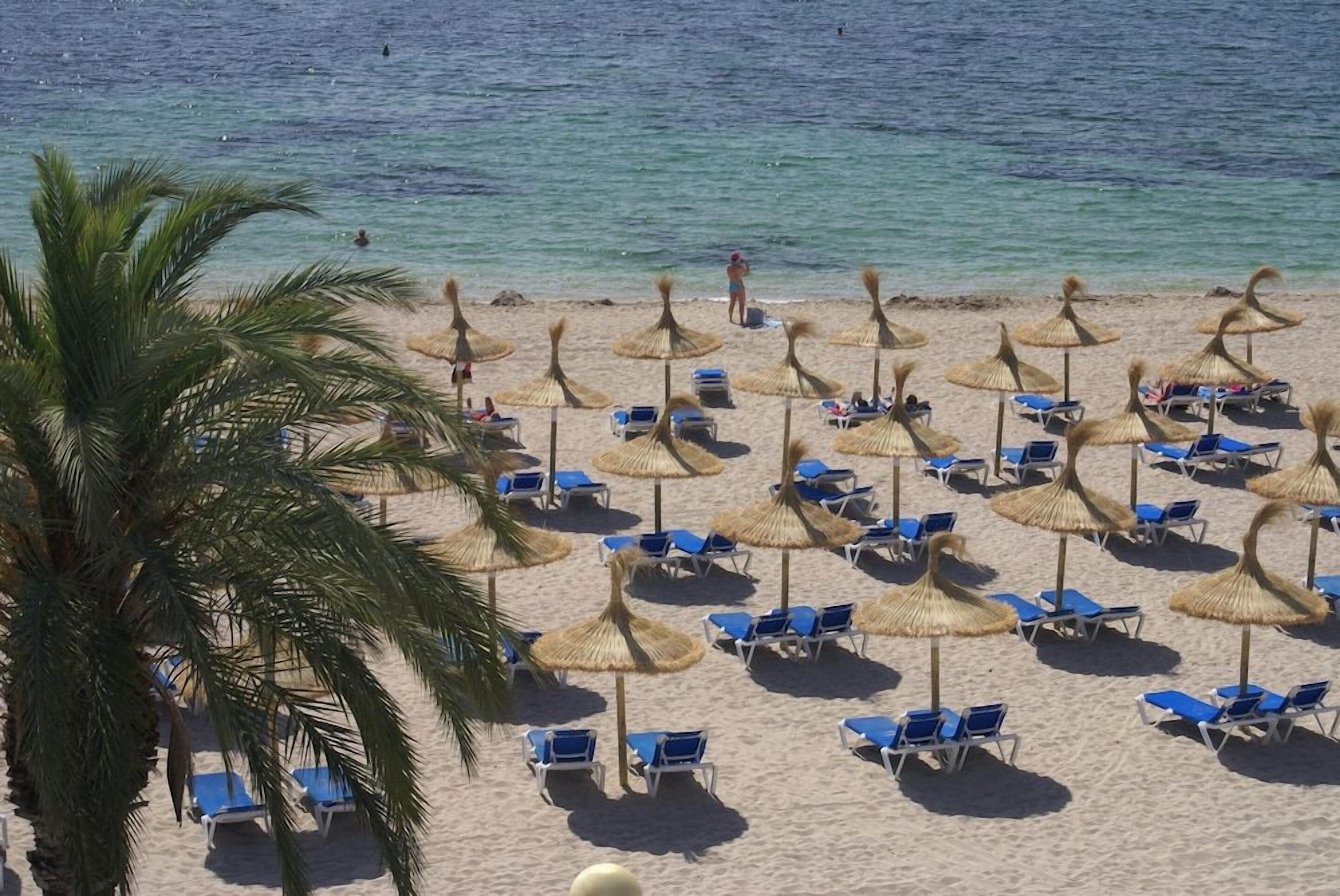 A beach with rows of blue lounge chairs and thatched umbrellas, palm trees, and a clear view of the sea.