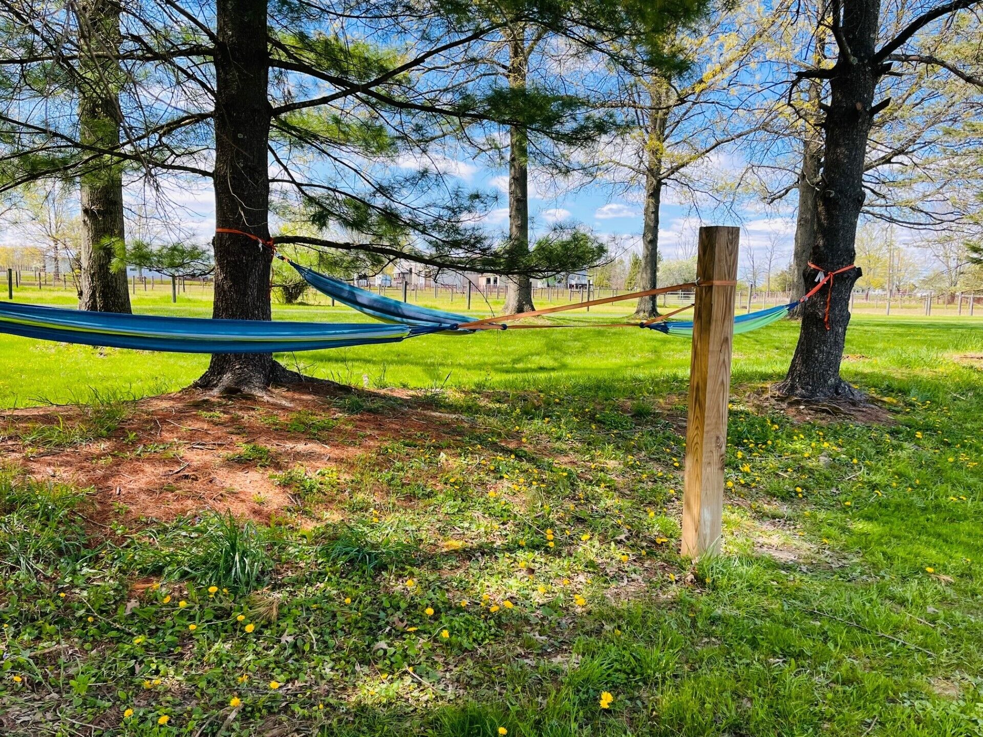 A hammock tied between two trees in a grassy area with a clear sky.