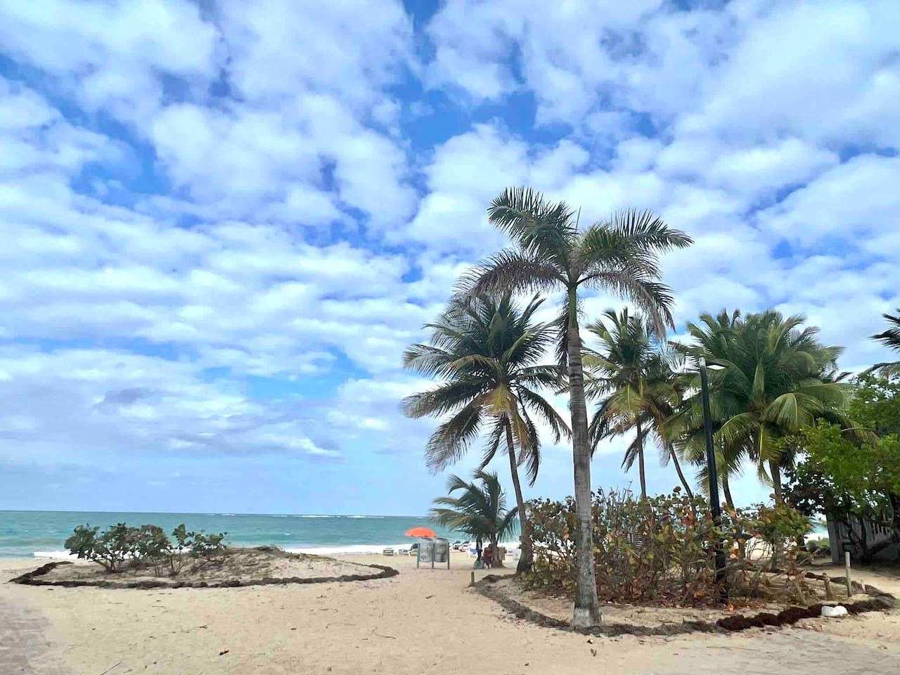 Una playa con palmeras y cielo despejado.