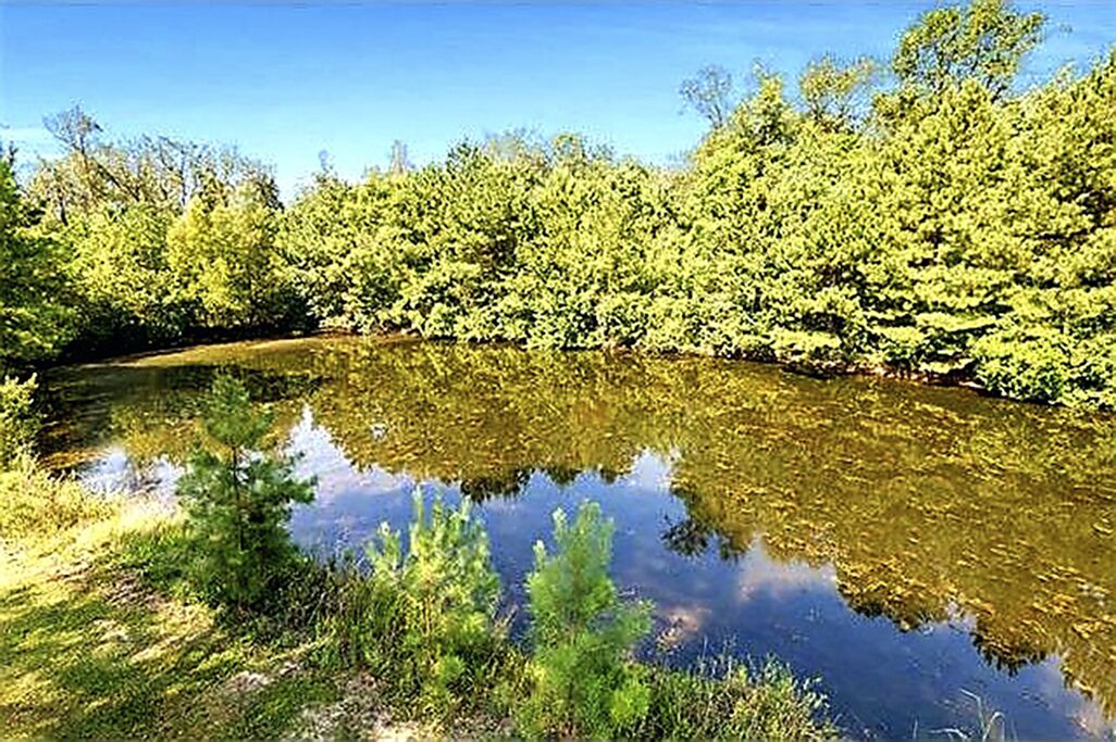 Eine natürliche Landschaft mit einem Gewässer, das Bäume und Vegetation spiegelt.