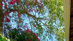 A well-maintained garden with a stone pathway, a small pond, and a variety of plants and trees. - Large house in a gated community, 3 bedrooms, 5 bathrooms and a large backyard. (Atibaia)