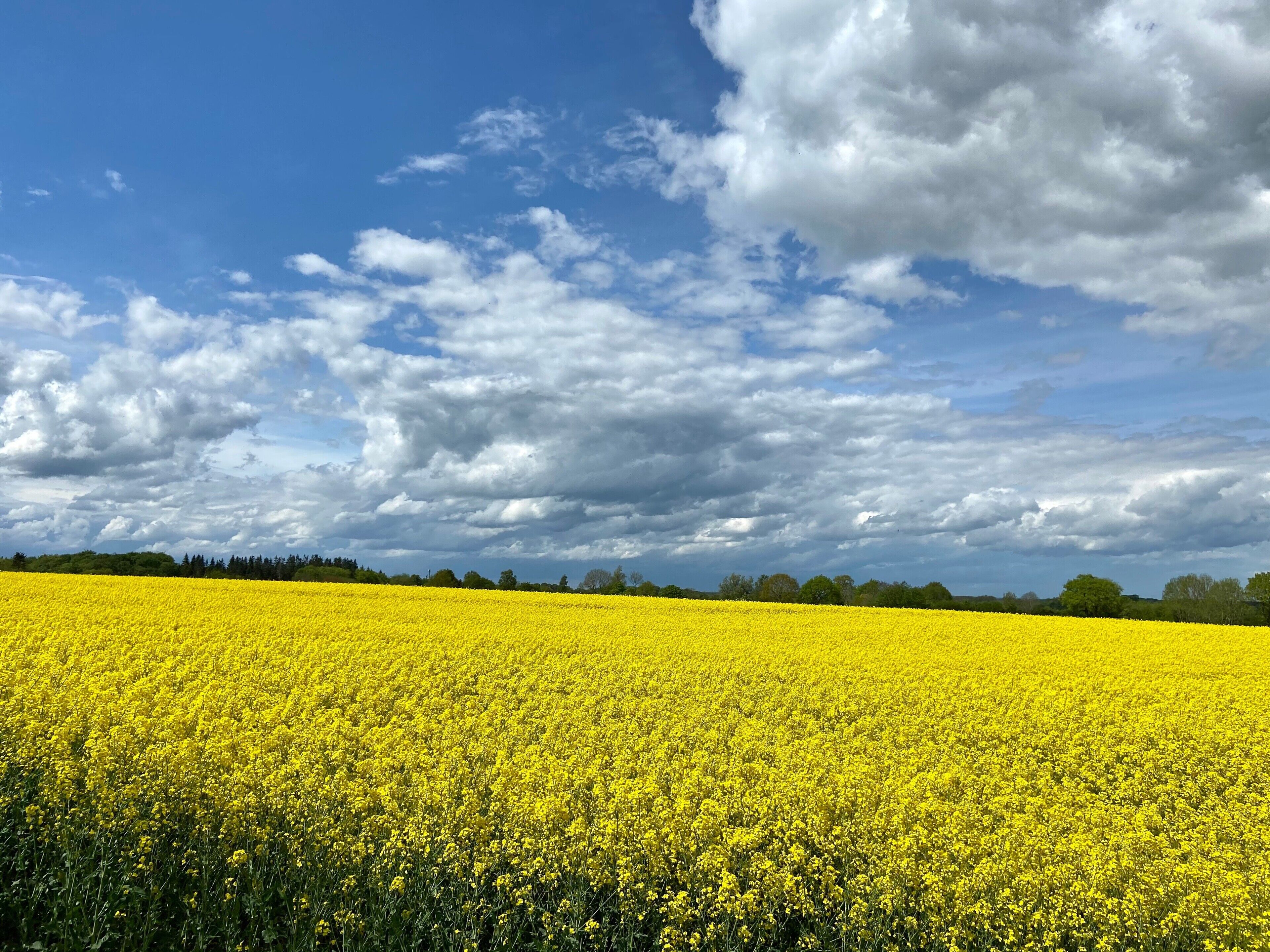 A vast field of yellow flowers under a partly cloudy sky.