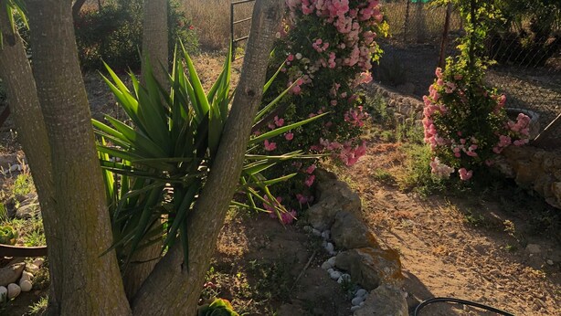 A garden with palm trees and pink flowering plants.