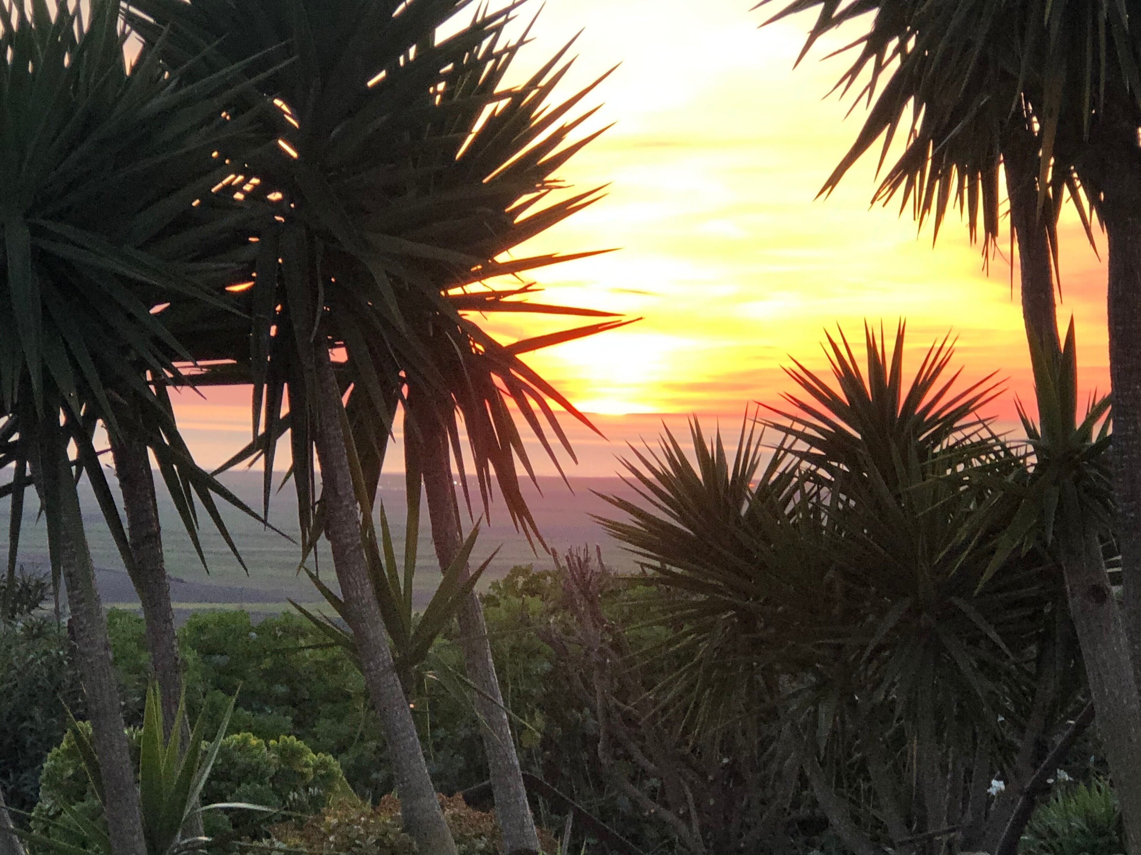 Un atardecer con palmeras silueteadas contra el cielo.