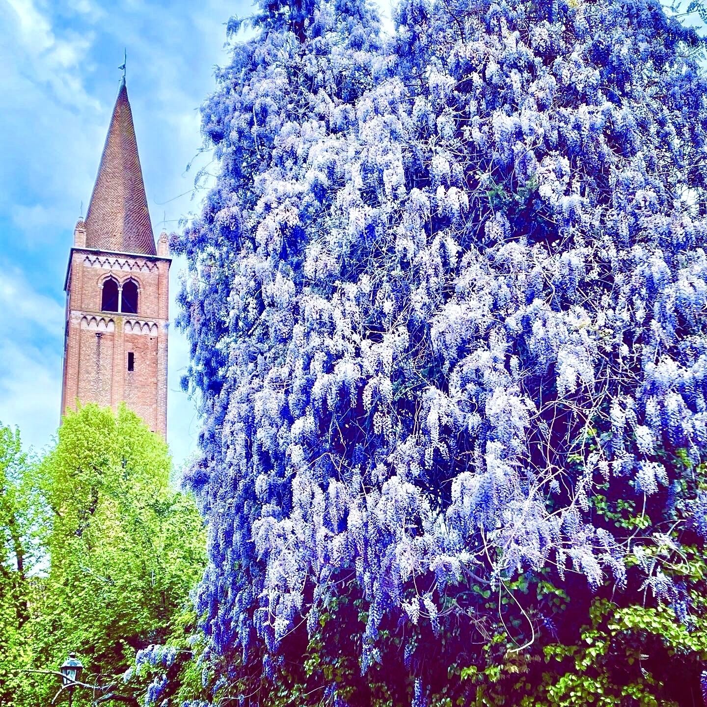 Un clocher d’église, surmonté d’une toiture en forme de flèche et doté d’un beffroi, est entouré d’arbres aux fleurs blanches.