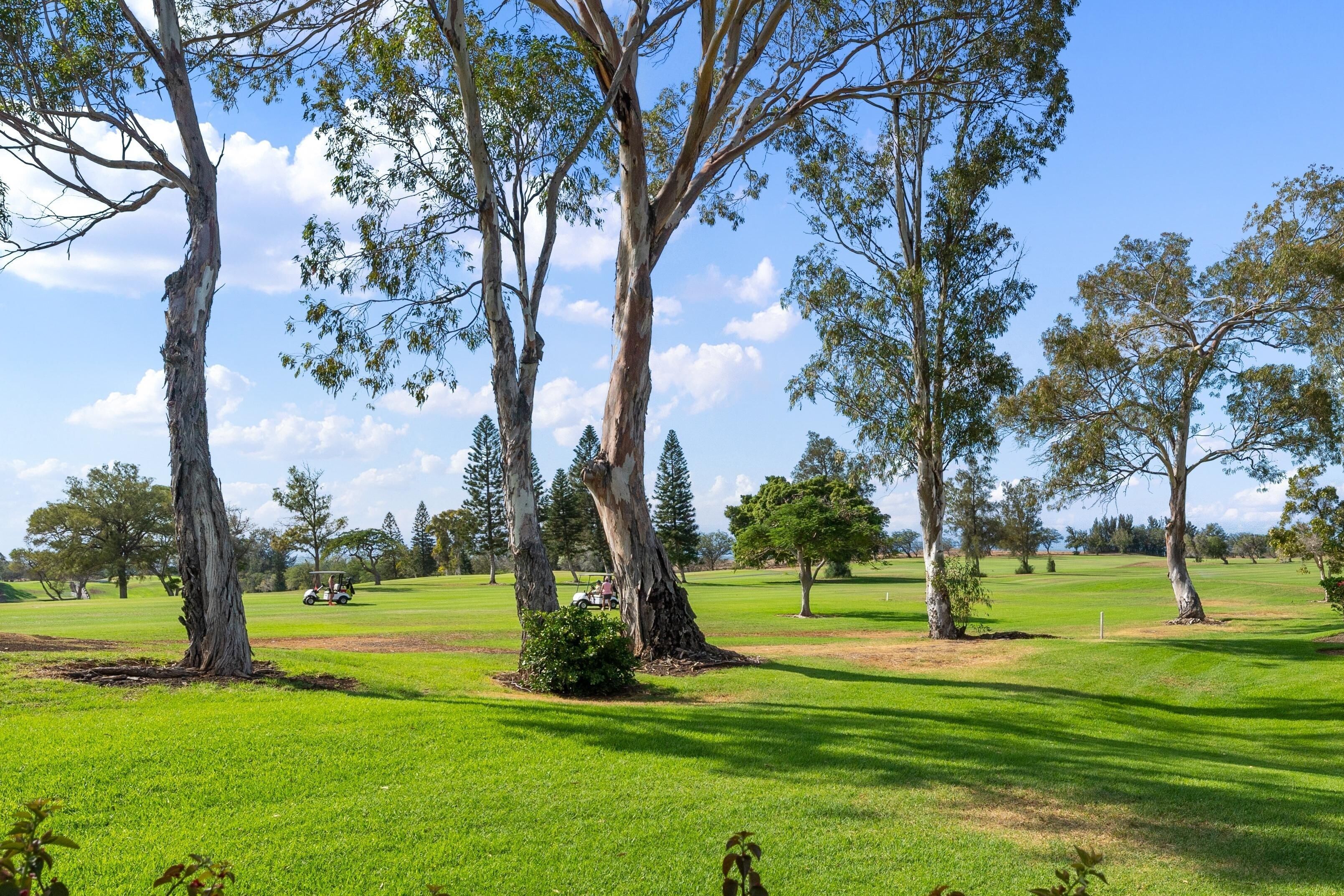 A golf course with several trees and a clear sky.