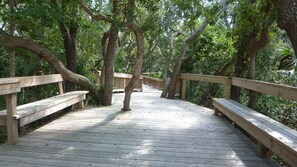 Stroll along the winding boardwalk surrounded by lush greenery and trees.