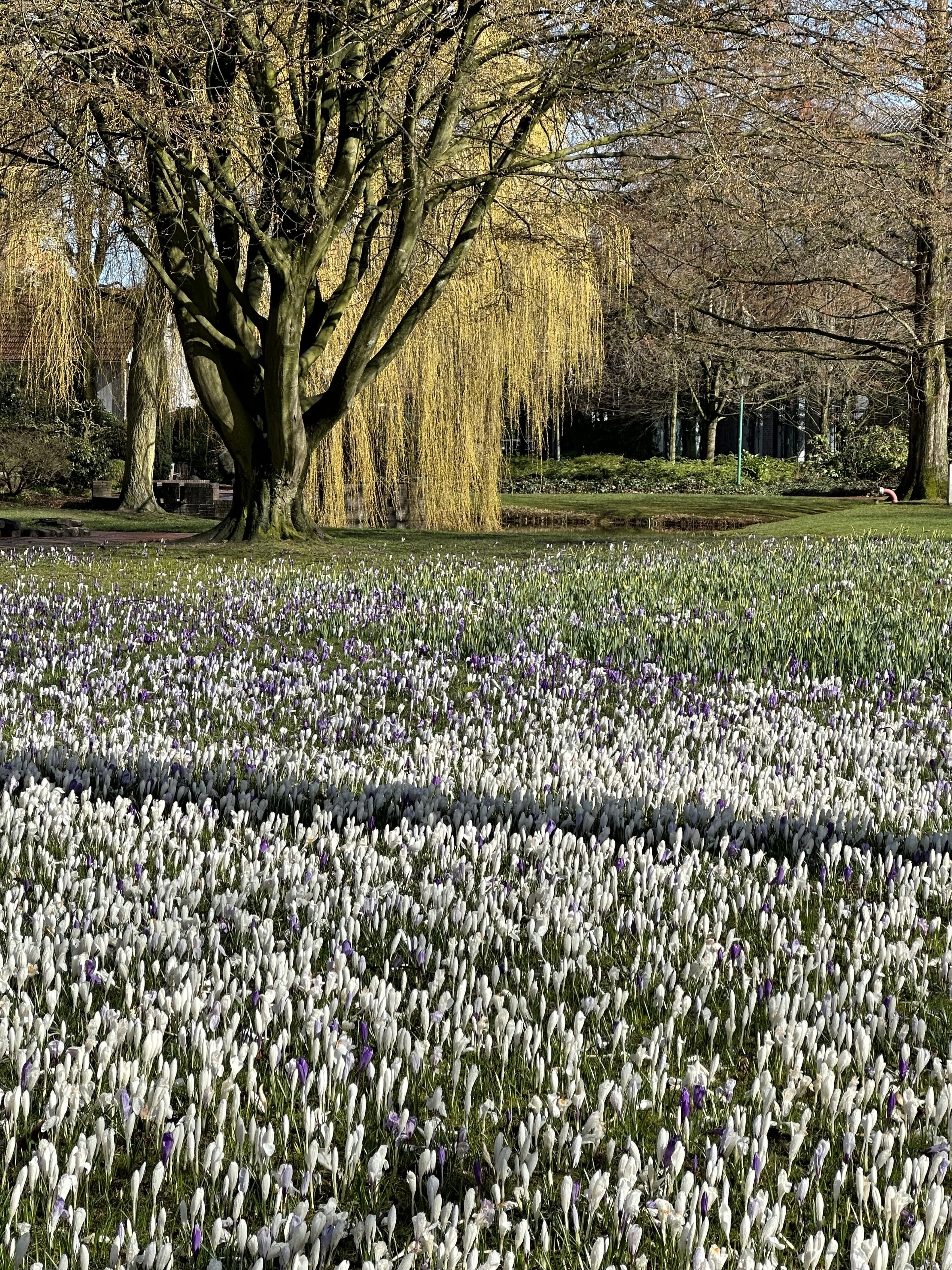 Frühlingserwachen in Westerstede im Stadtpark