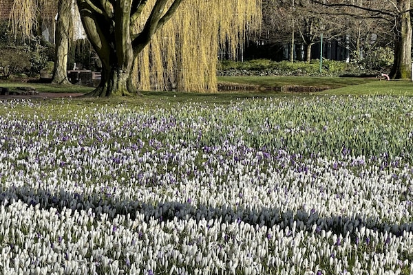 Frühlingserwachen in Westerstede im Stadtpark