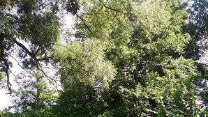 A grassy park area with trees and bushes. - Villa * Coulommiers * Parcs des félins * Provins * Gîte de la moinerie (Beautheil-Saints)