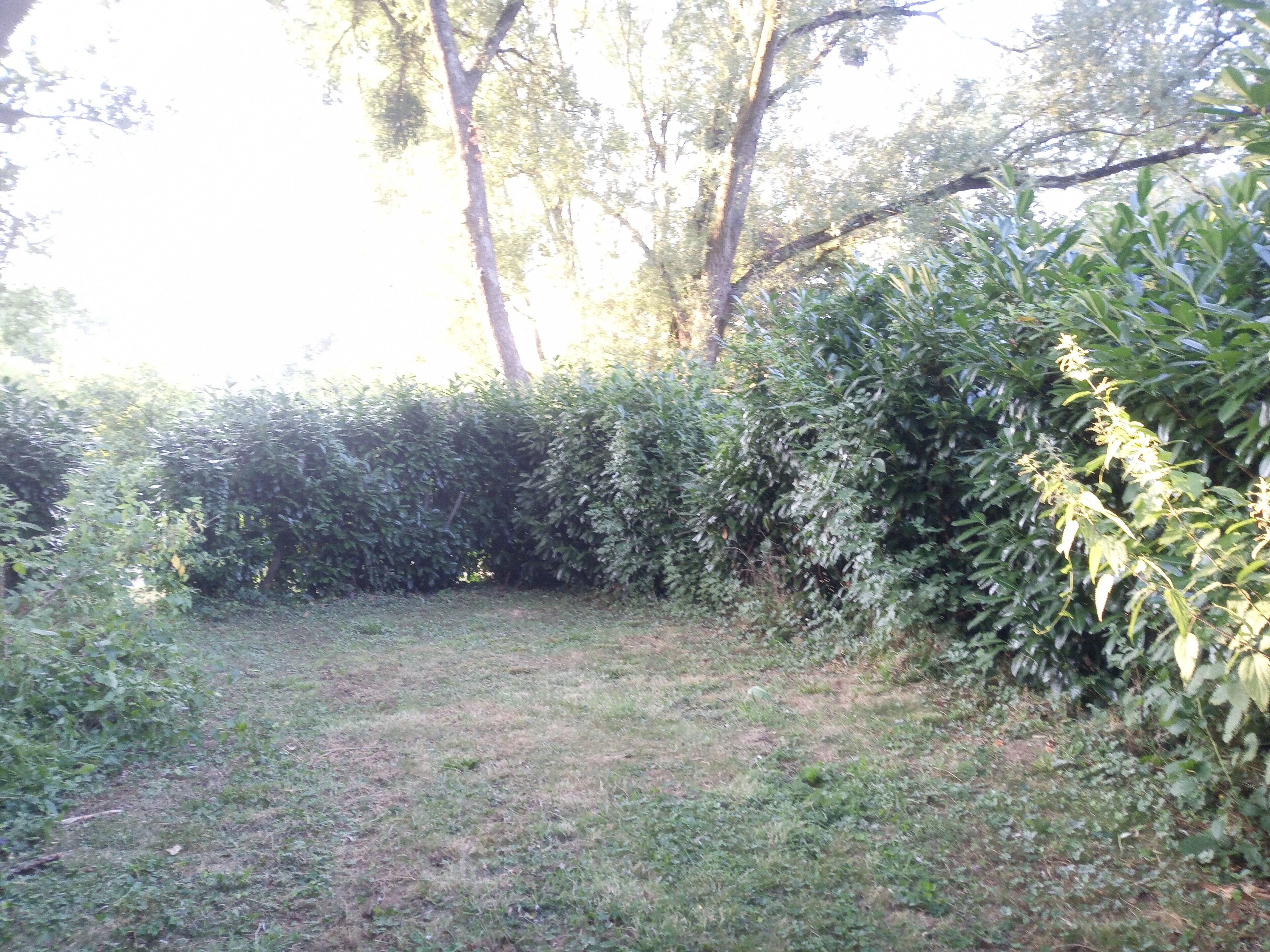 A grassy area with dense shrubbery and trees.