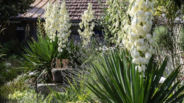 Un jardin avec différentes espèces de plantes et, en arrière-plan, une structure traditionnelle avec un toit recouvert de tuiles.