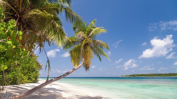 A beach with clear turquoise water, white sand, and palm trees.