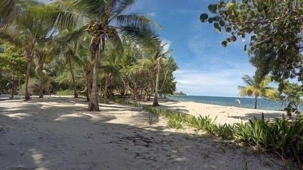 Una playa con palmeras y un sendero arenoso que lleva al agua.